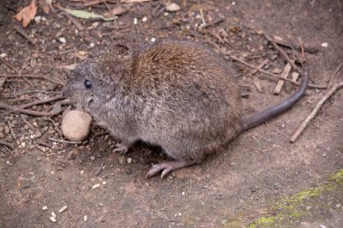 Uzun burunlu Potoroo 'nun kahverengi-gri bir üst gövdesi ve daha soluk bir alt gövdesi vardır. Burundan buruna kadar uzanan küçük bir deri parçasıyla sivrilen uzun bir burunları vardır..