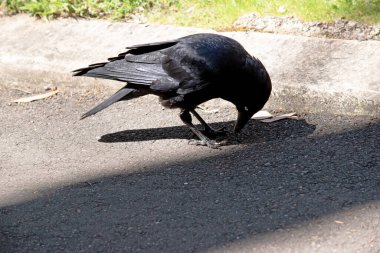 Avustralya kuzgunu, siyah gagası, ağzı ve dili ve sağlam siyah ya da gri bacakları ve ayakları olan tamamen siyah bir kuştur..