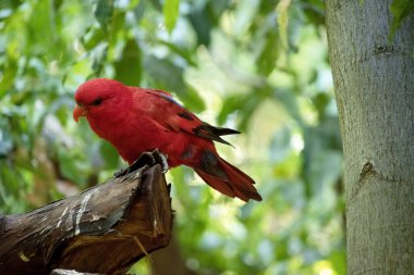 Kırmızı lori çoğunlukla kırmızıdır ve üst gövdenin tüm tüyleri kırmızıdır. Sırtında kırmızı, mavi ve siyah lekeler var.,