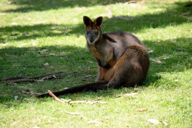 The swamp wallaby has dark brown fur, often with lighter rusty patches on the belly, chest and base of the ears. clipart