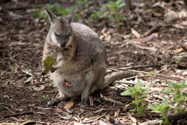 Tammar Wallaby 'nin kesesinde ayakları dışarı çıkmış bir Joey var.