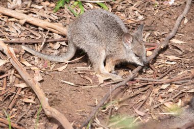 Bu, yemek arayan genç Tammar Joey 'in yan görüntüsü.
