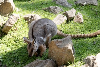 Sarı ayaklı kaya valabisi beyaz yanak çizgisi ve turuncu kulaklarıyla parlak renklidir..
