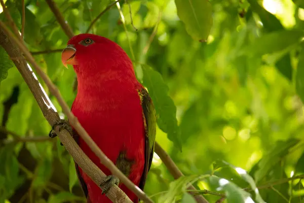 stock image The chattering lory has a red body and a yellow patch on the mantle. The wings and thigh regions are green and the wing coverts are yellow.