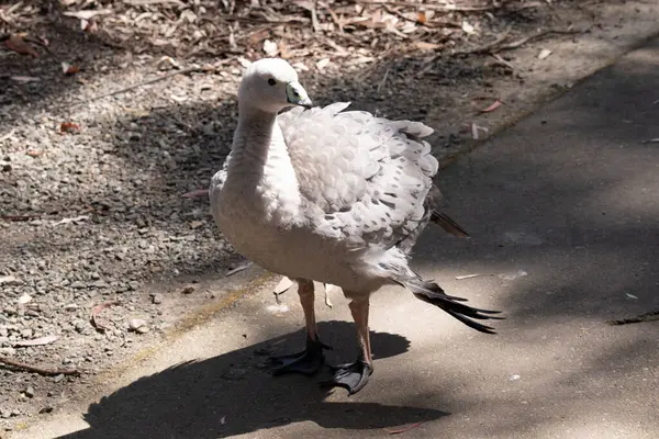 Cape Barren Goose Egy Nagyon Nagy Halvány Szürke Liba Viszonylag Stock Fotó