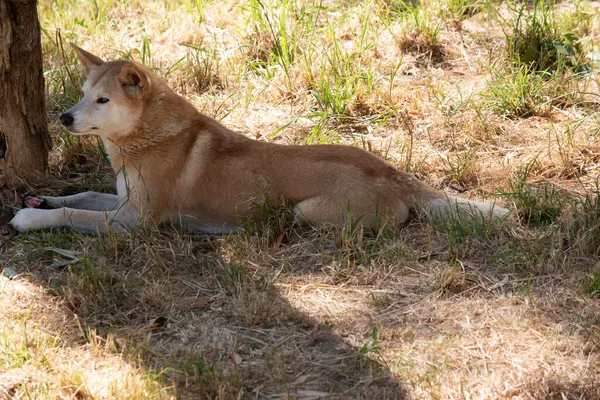 Dingóknak Hosszú Szájkosaruk Van Felálló Fülük Erős Karmaik Általában Vörhenyes Stock Fotó