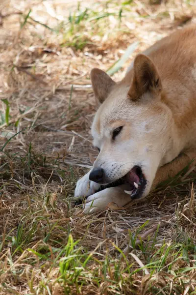 Dingos Haben Eine Lange Schnauze Aufrechte Ohren Und Kräftige Krallen lizenzfreie Stockfotos