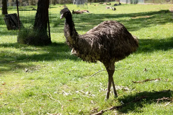 Emus Καλύπτονται Πρωτόγονα Φτερά Που Είναι Σκούρο Καφέ Έως Γκρι Εικόνα Αρχείου