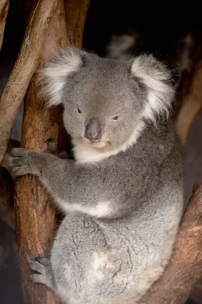 Koala Har Ett Stort Runt Huvud Stora Lurviga Öron Och Stockbild