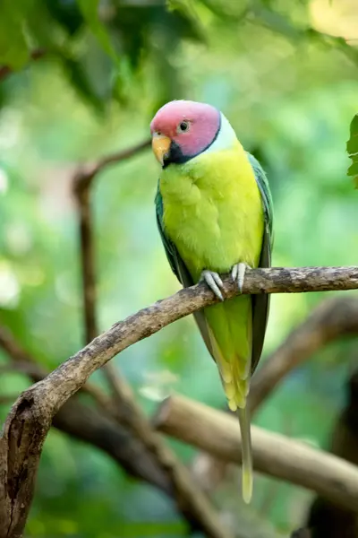 Szilvafejű Papagáj Főleg Zöld Papagáj Hímnek Vörös Haja Van Stock Kép