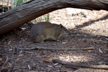 Güney kahverengi Bandicoots yaklaşık bir tavşan büyüklüğündedir ve sivri burunlu, kamburlu, ince kuyruklu ve büyük arka ayakları vardır.