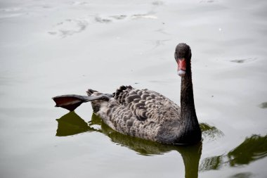Siyah kuğunun sırtında beyaz ve boynu tamamen siyah olan siyah tüyleri vardır. Kırmızı gagalı, beyaz çizgili ve kırmızı gözlü.