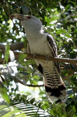 the Channel-billed Cuckoo has a massive pale, down-curved bill, grey plumage (darker on the back and wings) and long barred tail clipart