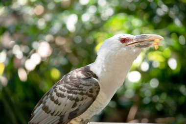 the Channel-billed Cuckoo has a massive pale, down-curved bill, grey plumage (darker on the back and wings) and long barred tail clipart