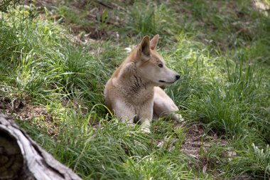 Dingolar köpek gibi kurttur. Uzun bir ağızlıkları, dik kulakları ve güçlü pençeleri vardır. Genellikle zencefilli bir ceketleri olur ve çoğunun ayaklarında, kuyruğunda ve göğsünde beyaz işaretler vardır..