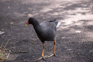 Esmer bozkır tavuğu, turuncu ve sarı frontal kalkanı olan siyah tüyleri olan bir su kuşudur.