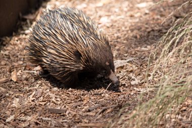 Kısa burunlu ekidnanın güçlü pençeli ayakları ve kahverengimsi bir vücudun üst kısmında dikenleri vardır. Burnu dardır ve ağzı küçüktür, uzun ve yapışkan bir dili vardır.