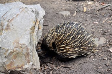 Kısa burunlu ekidnanın güçlü pençeli ayakları ve kahverengimsi bir vücudun üst kısmında dikenleri vardır. Burnu dardır ve ağzı küçüktür, uzun ve yapışkan bir dili vardır.