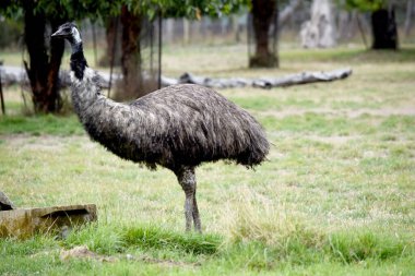 Emus 'lar koyu kahverengiden gri-kahverengi ve siyah uçlu ilkel tüylerle kaplıdır. Emu 'nun boynu mavimsi siyah ve tüysüz..