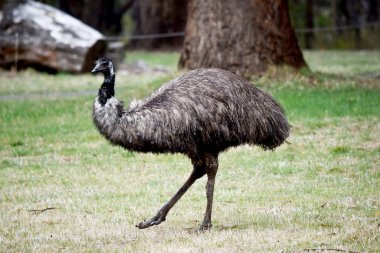 Emus 'lar koyu kahverengiden gri-kahverengi ve siyah uçlu ilkel tüylerle kaplıdır. Emu 'nun boynu mavimsi siyah ve tüysüz..