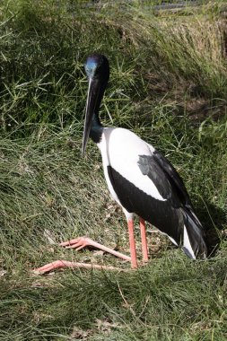 Jabiru 'nun başı ve boynu parlak yeşil ve mor bir parıltıyla siyahtır. Erkeğin gözleri siyah, dişinin gözleri sarı.