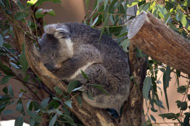 Koala, gri kürkü ve beyaz tüylü kulakları olan bir Avustralya keselisidir.