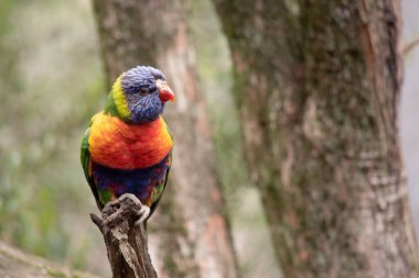 The rainbow lorikeet has a bright yellow-orange/red breast, a mostly violet-blue throat and a yellow-green collar. clipart