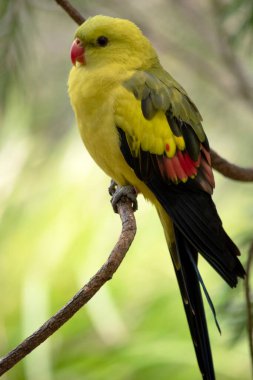 Erkek Vekil Papağan 'ın kuyruğu ve dış kenarları koyu mavi-siyah olan genel sarı bir görünüşü vardır.
