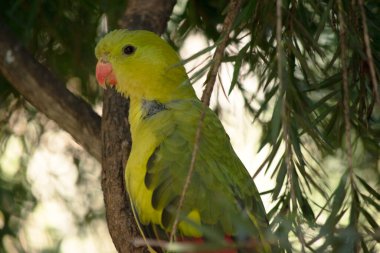 Dişi naip papağan açık yeşil renktedir. Sarı omuz bantları var ve küçük kırmızı bir bant kanat ortasından ve sarı alt kanatlardan geçiyor.. 