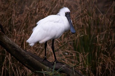 Kraliyet kaşığı kaşığa benzeyen siyah gagalı büyük beyaz bir deniz kuşudur. Kraliyet kaşığının sarı kaşları ve siyah bacakları vardır.