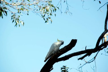 Bu, ağaçtaki sülfür ibikli kakadunun yan görüntüsü.