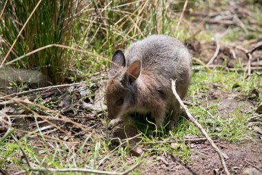 Joey Tammar Wallaby ot yiyor.