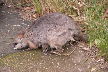the tammar wallaby has a joey in her pouch clipart