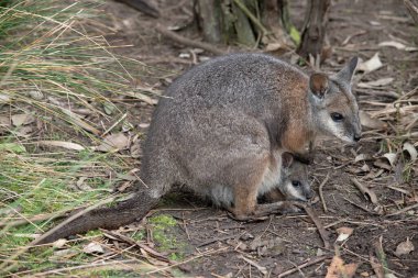 Tammar Wallaby 'nin çantasında Joey var.