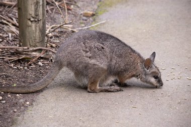 Tammar valabinin koyu grimsi üst kısımları, daha soluk alt kısımları, paslı kenarları ve uzuvları vardır. Tammar valabinin yüzünde beyaz çizgiler vardır..
