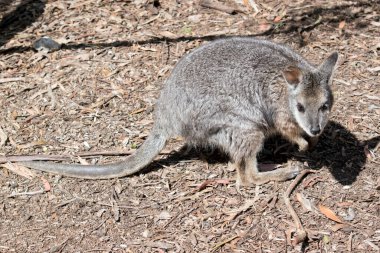 the tammar wallaby is looking for food clipart