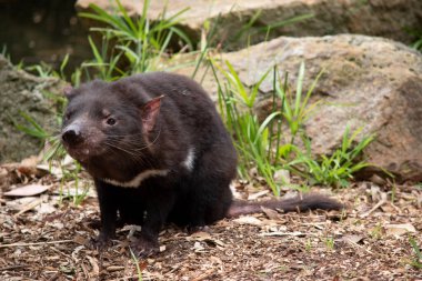 Tazmanya iblislerinin göğüslerinde büyük beyaz bir şerit ve sırtlarında garip bir çizgi vardır..