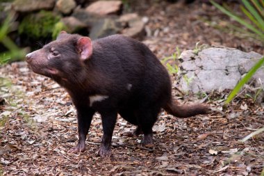Tazmanya Şeytanları küçük bir köpek büyüklüğündedir. Şeytanların göğüslerinde büyük beyaz bir şerit ve sırtlarında garip bir çizgi vardır.