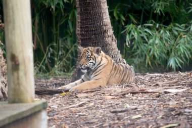Kaplan yavruları çizgileriyle doğar ve sadece 6 aylık olana kadar annelerinin sütünü içerler.