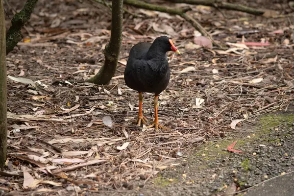 Moorhen Oscuro Pájaro Acuático Que Tiene Todas Las Plumas Negras —  Fotos de Stock