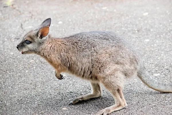 the tammar wallaby  has dark greyish upperparts with a paler underside and rufous-coloured sides and limbs. The tammar wallaby has white stripes on it face.