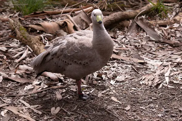 Cape Barren Goose Ganso Muy Grande Color Gris Pálido Con Imágenes de stock libres de derechos