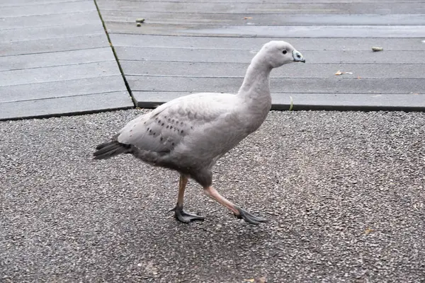 Cape Barren Goose Very Large Pale Grey Goose Relatively Small Royalty Free Stock Images
