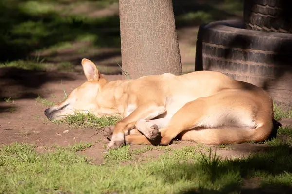 डिंगो एक ऑस्ट्रेलियाई जंगली कुत्ता है रॉयल्टी फ़्री स्टॉक फ़ोटो