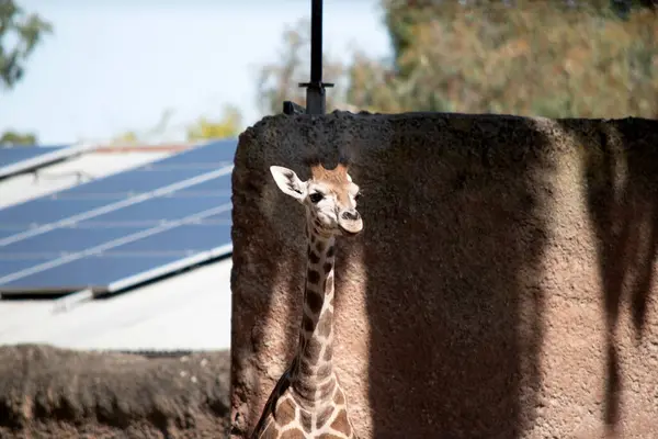长颈鹿是所有哺乳动物中最高的 腿和脖子都非常长 长颈鹿身材矮小 尾巴丛生 鬃毛短 皮肤上长角短 图库图片