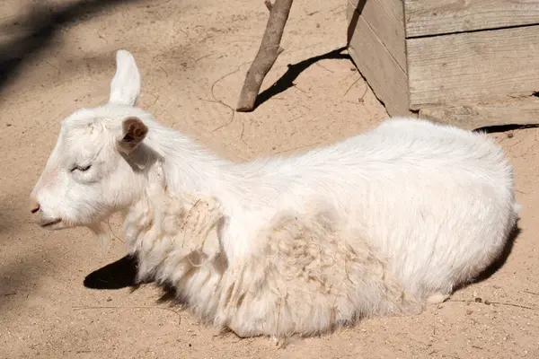 Keçiler Geriye Doğru Eğilen Kısa Kuyruklu Düz Saçlı Çiftlik Hayvanlarıdır Stok Fotoğraf