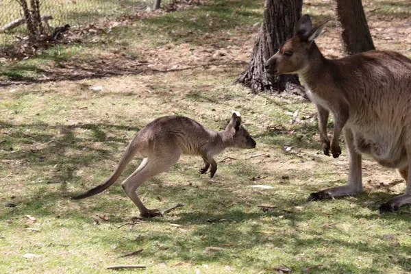 Das Känguru Island Känguru Joey Hat Einen Hellbraunen Körper Mit lizenzfreie Stockfotos