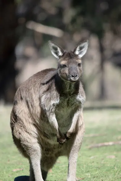 Das Känguru Island Känguru Hat Einen Braunen Körper Mit Einem Stockfoto