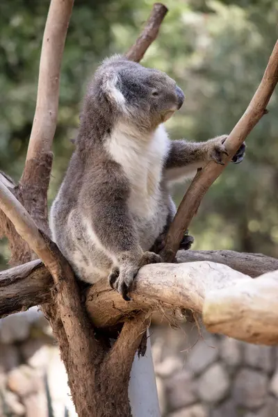 Der Koala Hat Einen Großen Runden Kopf Große Pelzige Ohren Stockbild