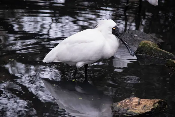 Cuillère Royale Est Grand Oiseau Mer Blanc Avec Bec Noir Images De Stock Libres De Droits